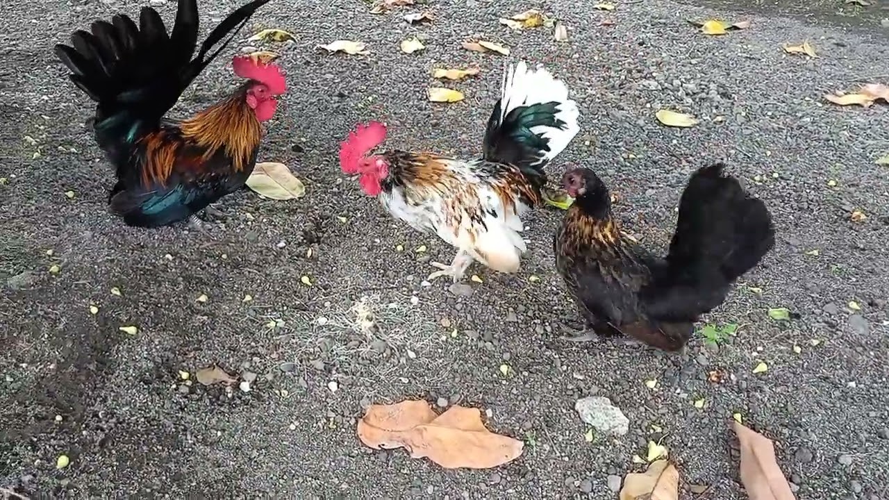 Peacefull afternoon on my backyard : my Bantam Chicken (hen, rooster, and chicks)
