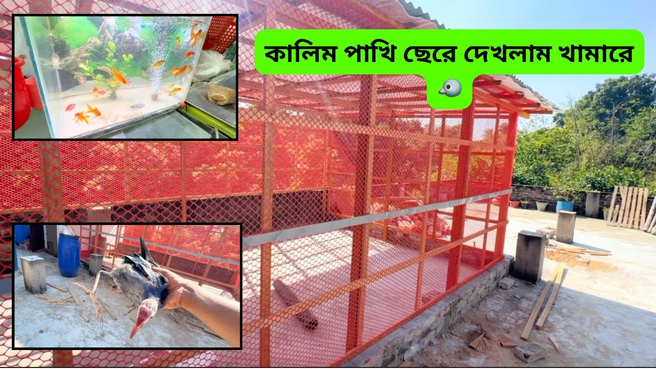“কালিম পাখি ছেড়ে দিলাম নতুন খামারে 🐦 | আমার বার্ড এভিয়ারি সেটআপ | Mashallah Pets”