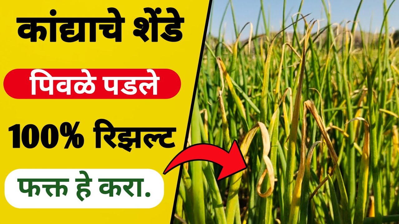 कांद्याचे शेंडे पिवळे पडणे उपाय | kanda shende pivle padne | कांदा फवारणी नियोजन