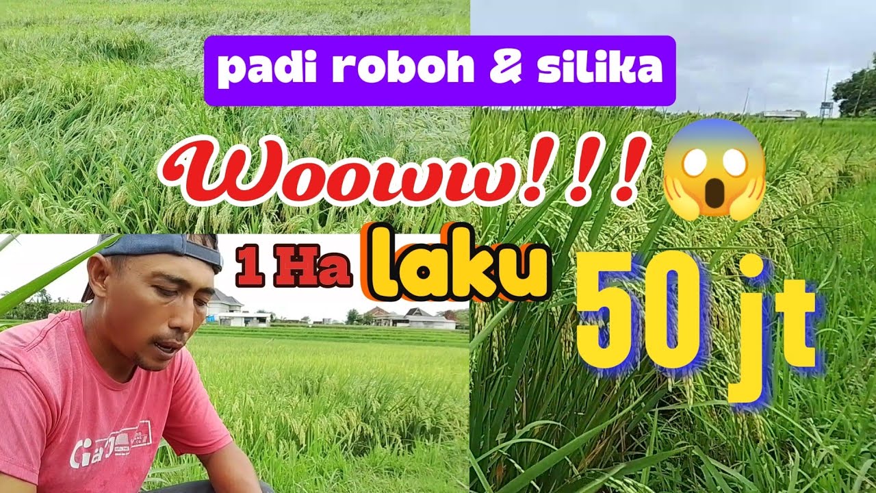 Ternyata!!! Silika sangat penting untuk padi #petanimilenial #petanipadi 