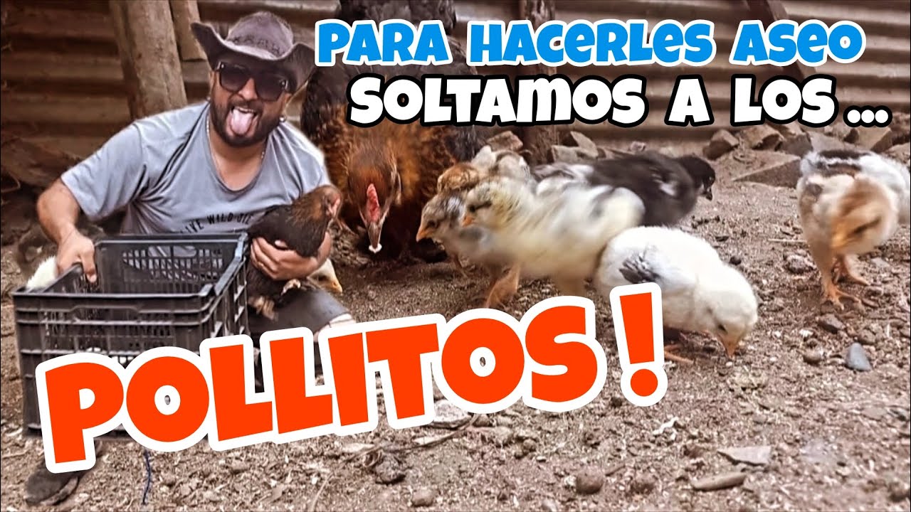 Le hacemos aseo a la casa de los pollitos bebés 👏😁❤️🐥❤️🇨🇱