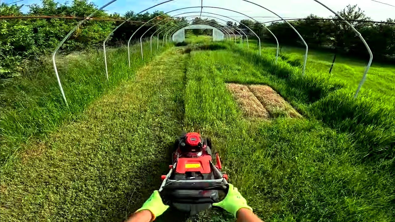 POV Lawn Mowing in Tall Grass | Ultimate Relaxation