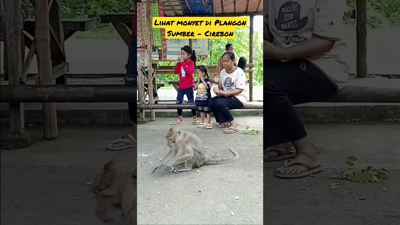 Wisata Plangon Sumber Cirebon_Banyak monyet berkeliaran