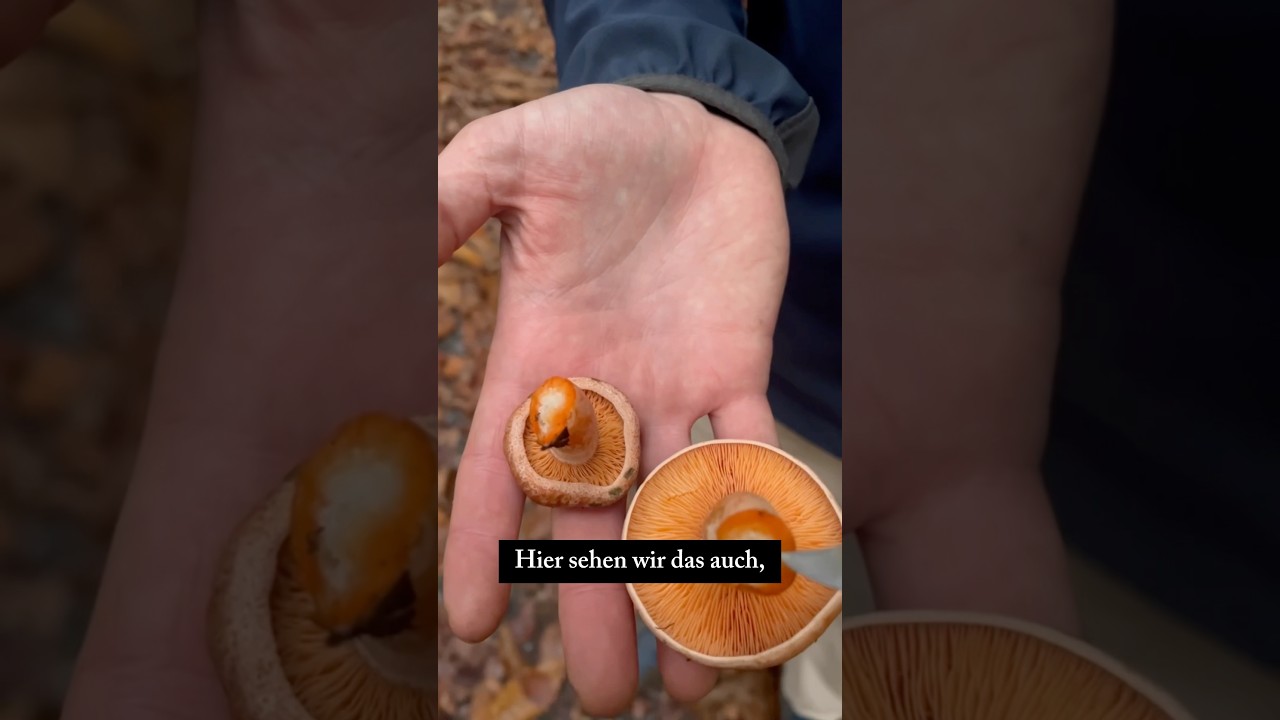 Reizker vs. T&auml;ublinge 🍄✨