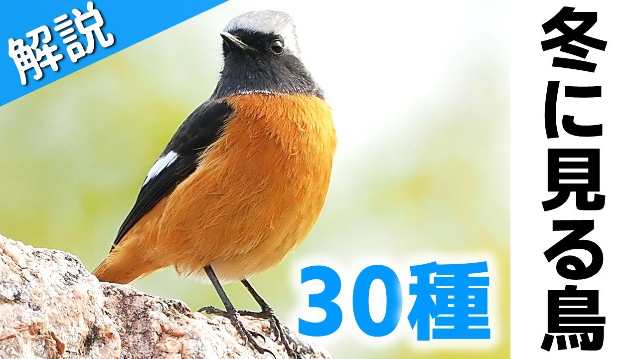 超入門！冬に見る鳥30種【解説】