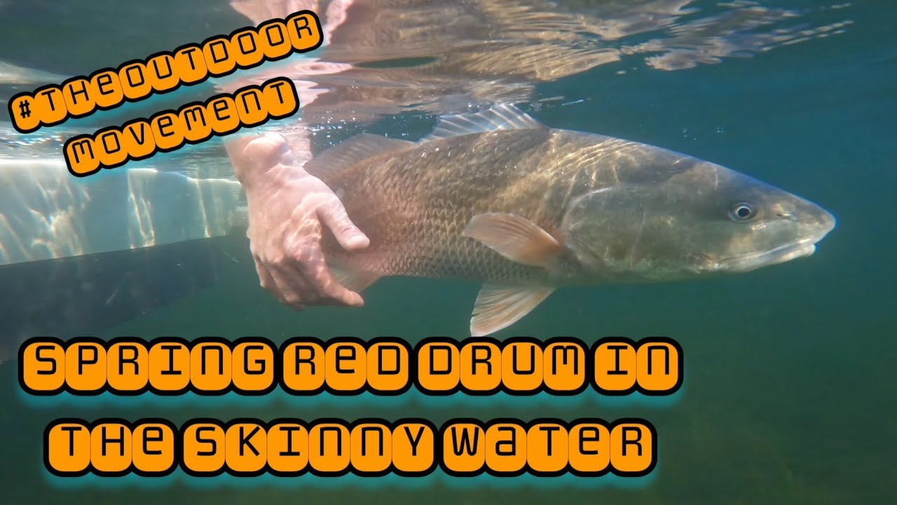 Spring Red Drum Fishing Lower Chesapeake Bay: mirrolures , Popping Corks & Plastics