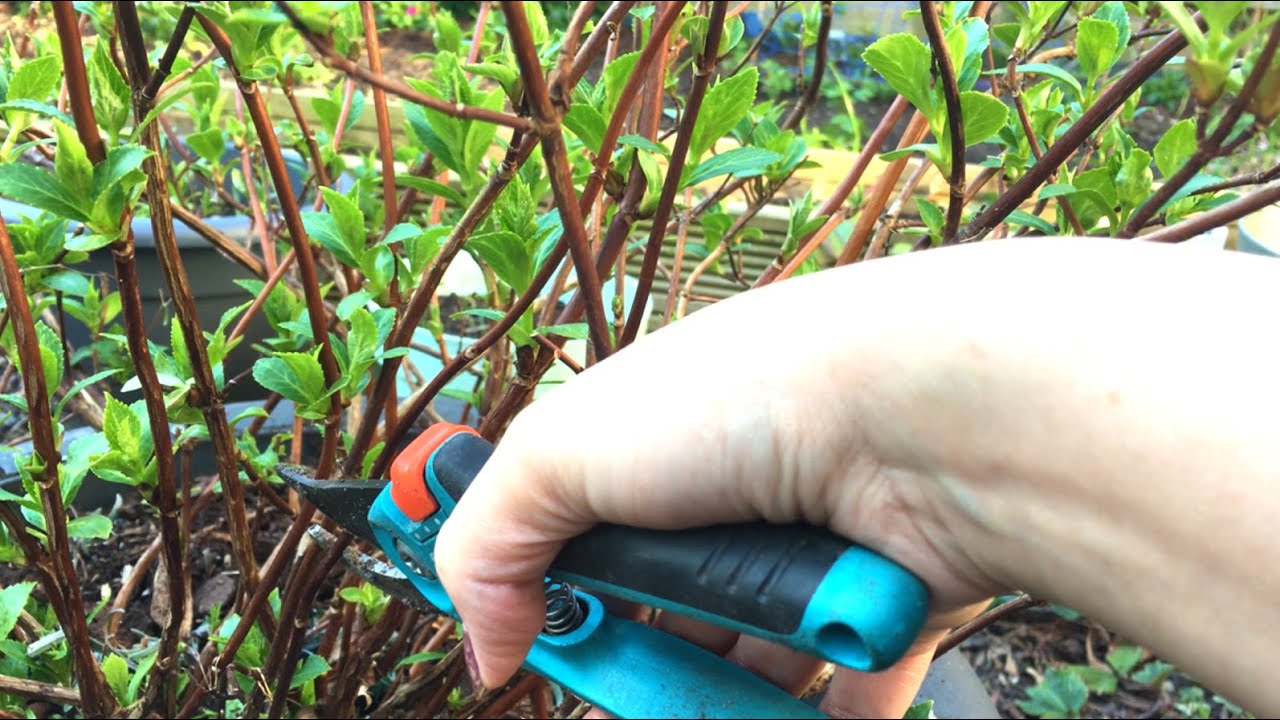 Tuinplanten snoeien: Lavendel, Hortensia's Hebe en meer