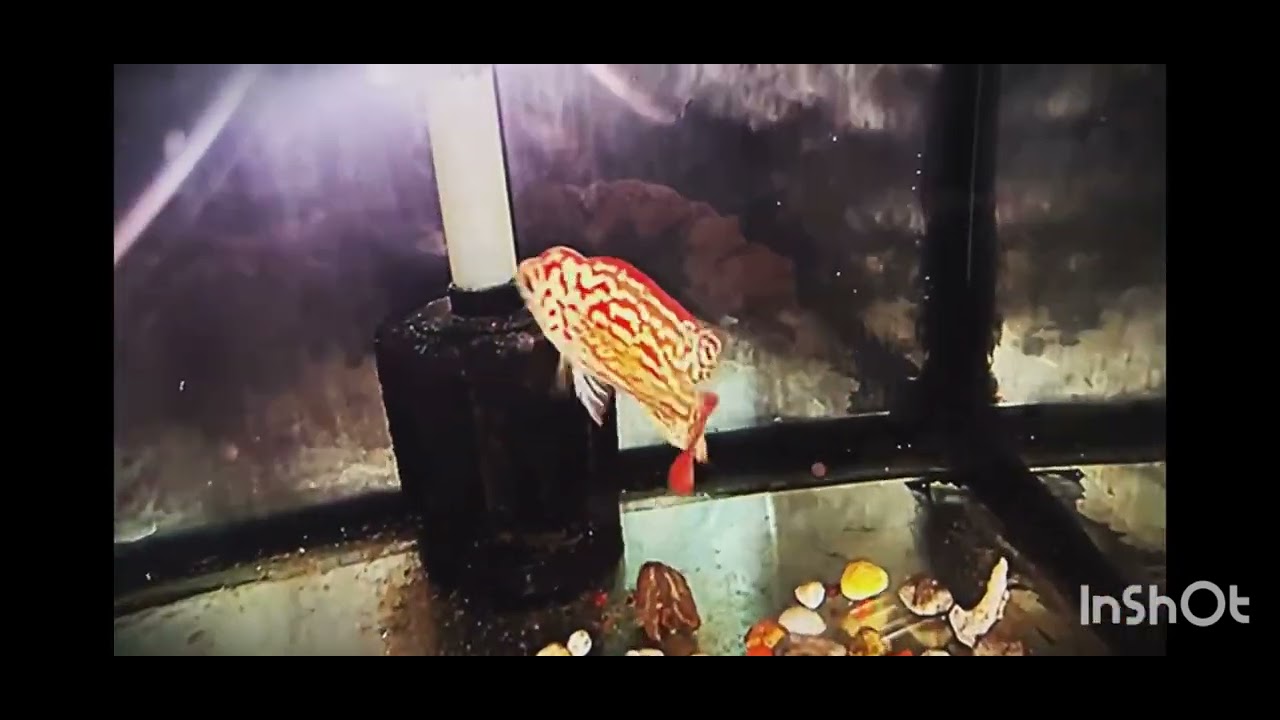 KM cuối năm nha ae.#cacanh #aquarium #fish #kamfathailand #thinhhanh #kamfa #guppy 