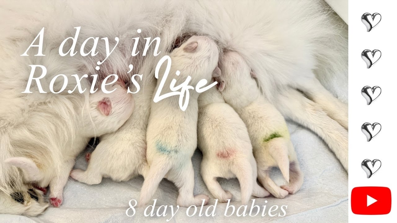 Roxie's Boyz ❤️🧡💜💙💚 | Day 8 | January 4, 2026