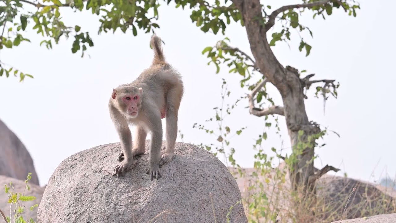Monkey Videos ||