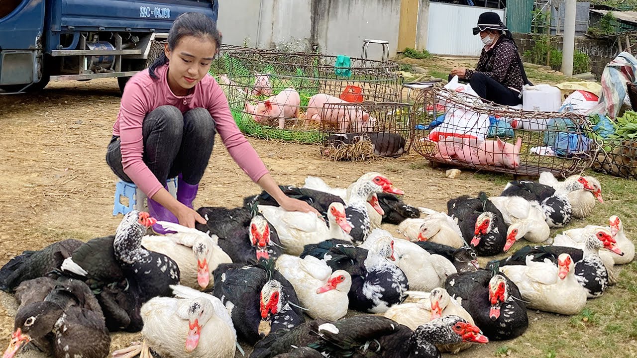Full Video : Building dream farm - Harvest ducks, gardening, cooking, animal care & Build a pond