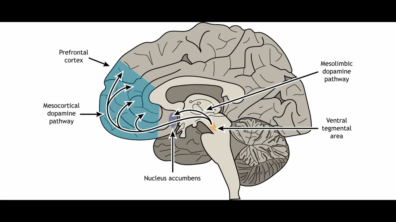 Pregnancy Reward System Neuroscience