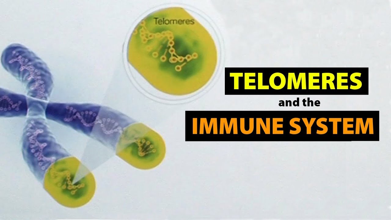 Telomeres and the Immune System