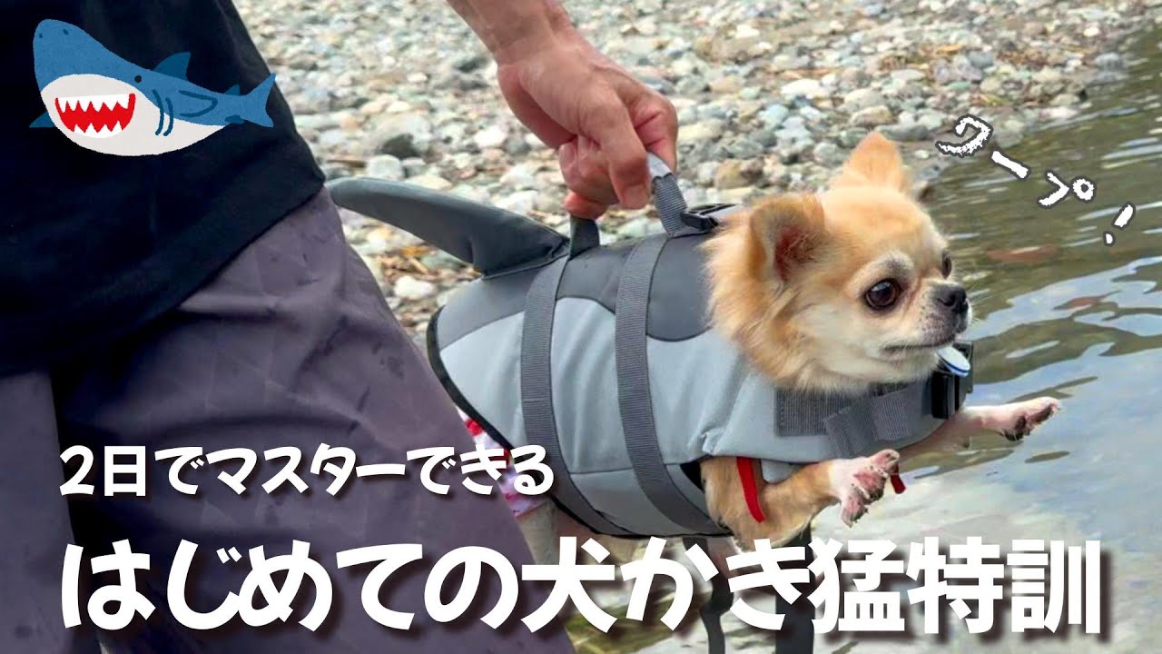 話せる⁈泳げる⁈４才児並みの４才４㎏デカチワワの食欲と欲求が止まりません