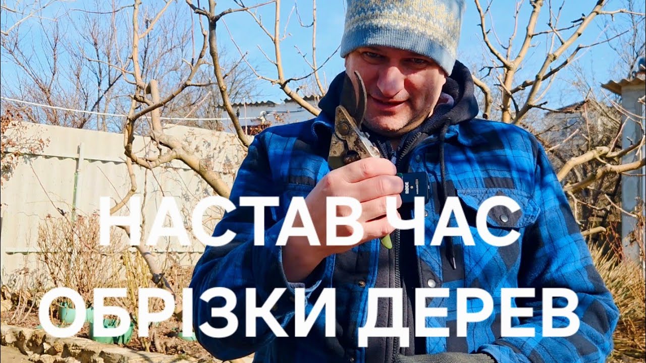 Пора обрізати сад. Яблуня білий налив.