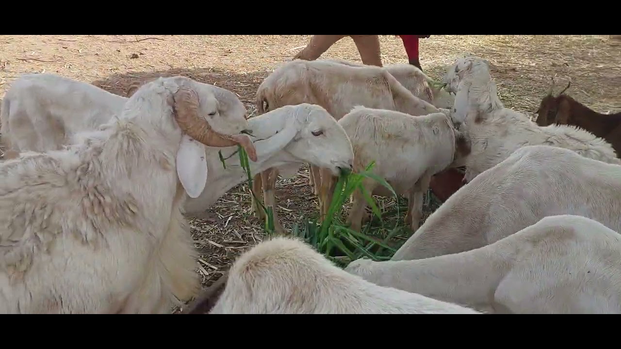 Le maralfalfa, la plante fourragère ideale pour nourrir vos animaux 00226 76 00 97 06