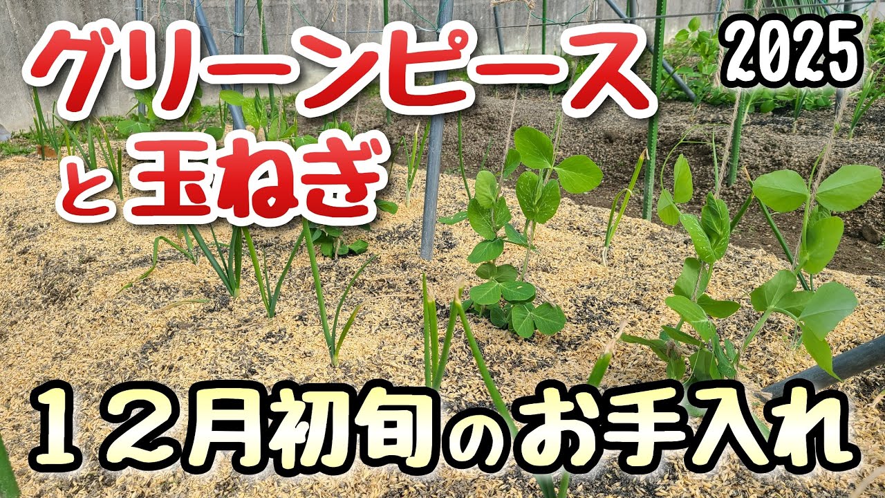 【グリーンピースと玉ねぎ】12月初旬のお手入れ(間引き,誘引,除草など)