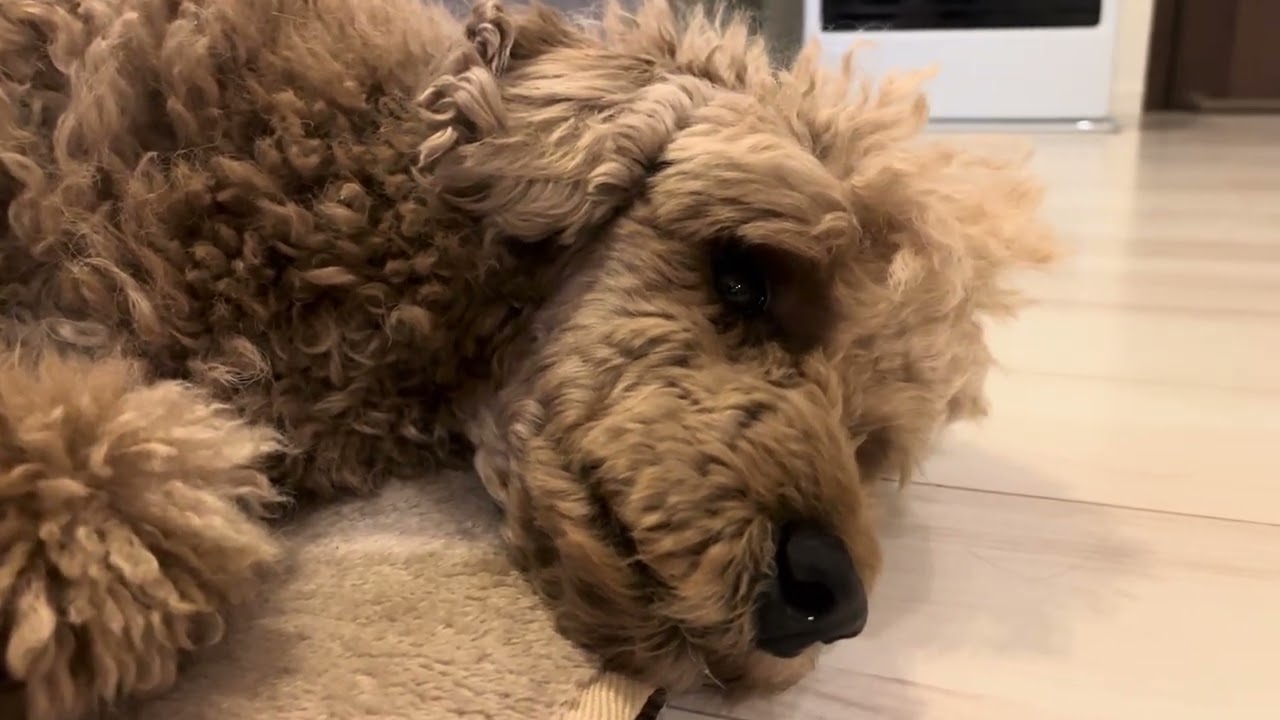 ぬくぬく充電中のモフちゃん🐩