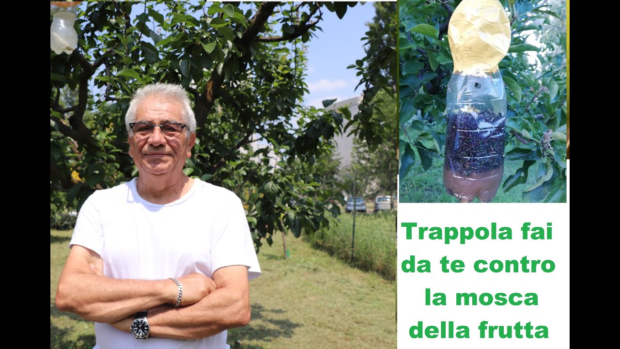 Trappola fai da te per la mosca della frutta