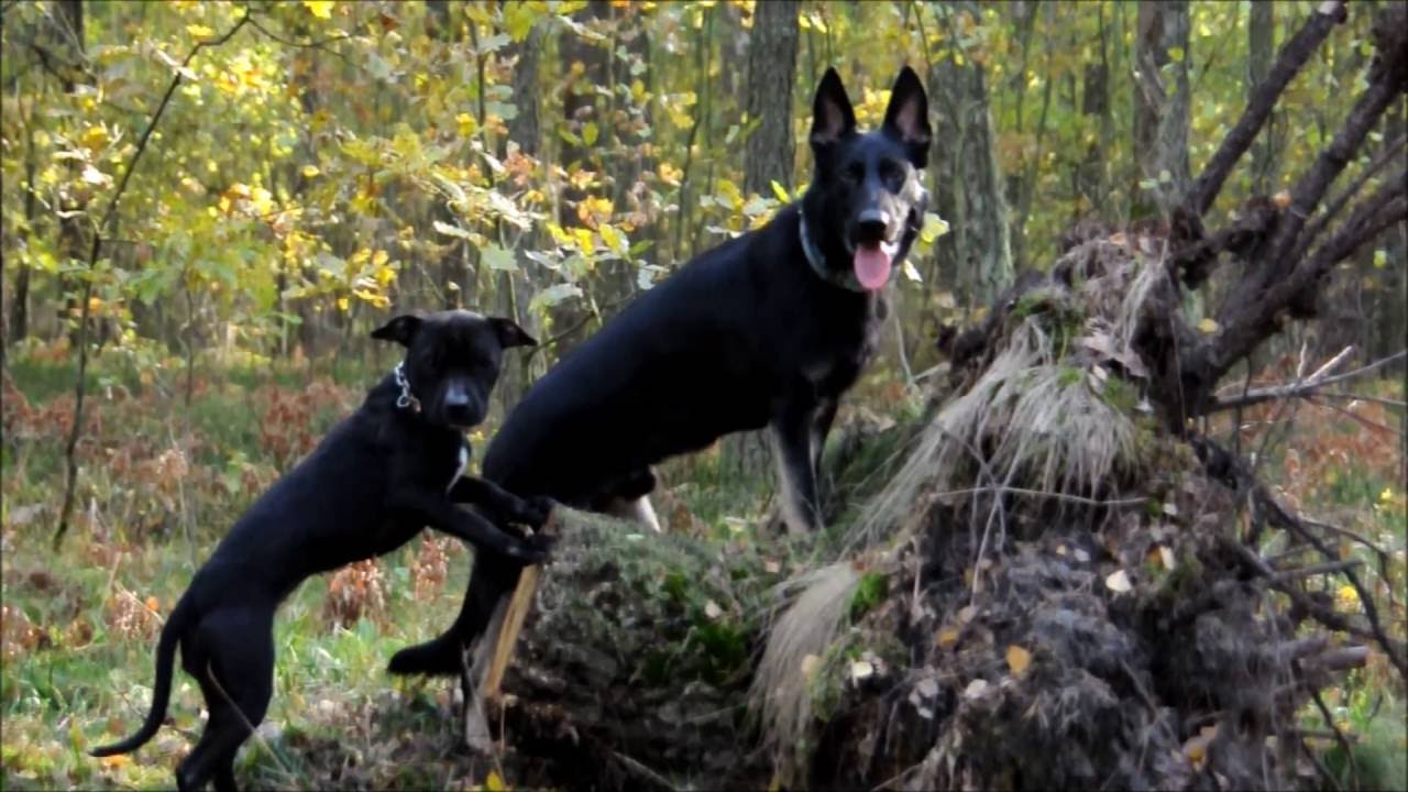 Enter & Euphoria- interactive dog walking, obedience & tricks:)