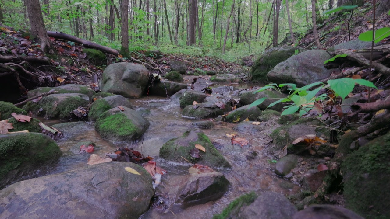 Fort Harrison State Park | Camp Creek trail  - Peaceful forest soundscape