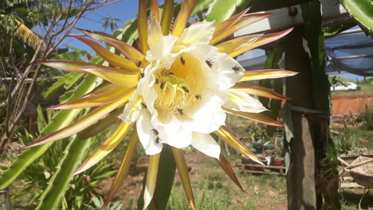 Conheça a Flor da #Pitaya