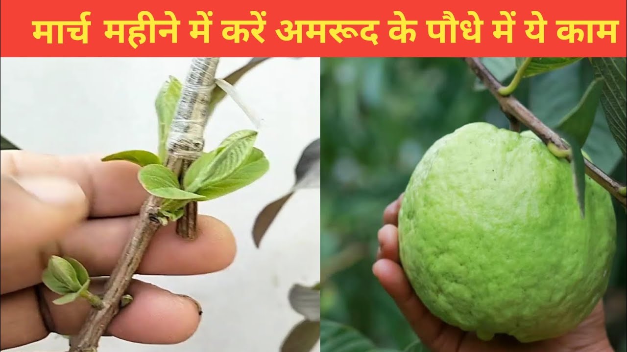 मार्च महीने में करें अमरूद के पौधे में ये काम|| how to Care guava plant||#gardening #guava 