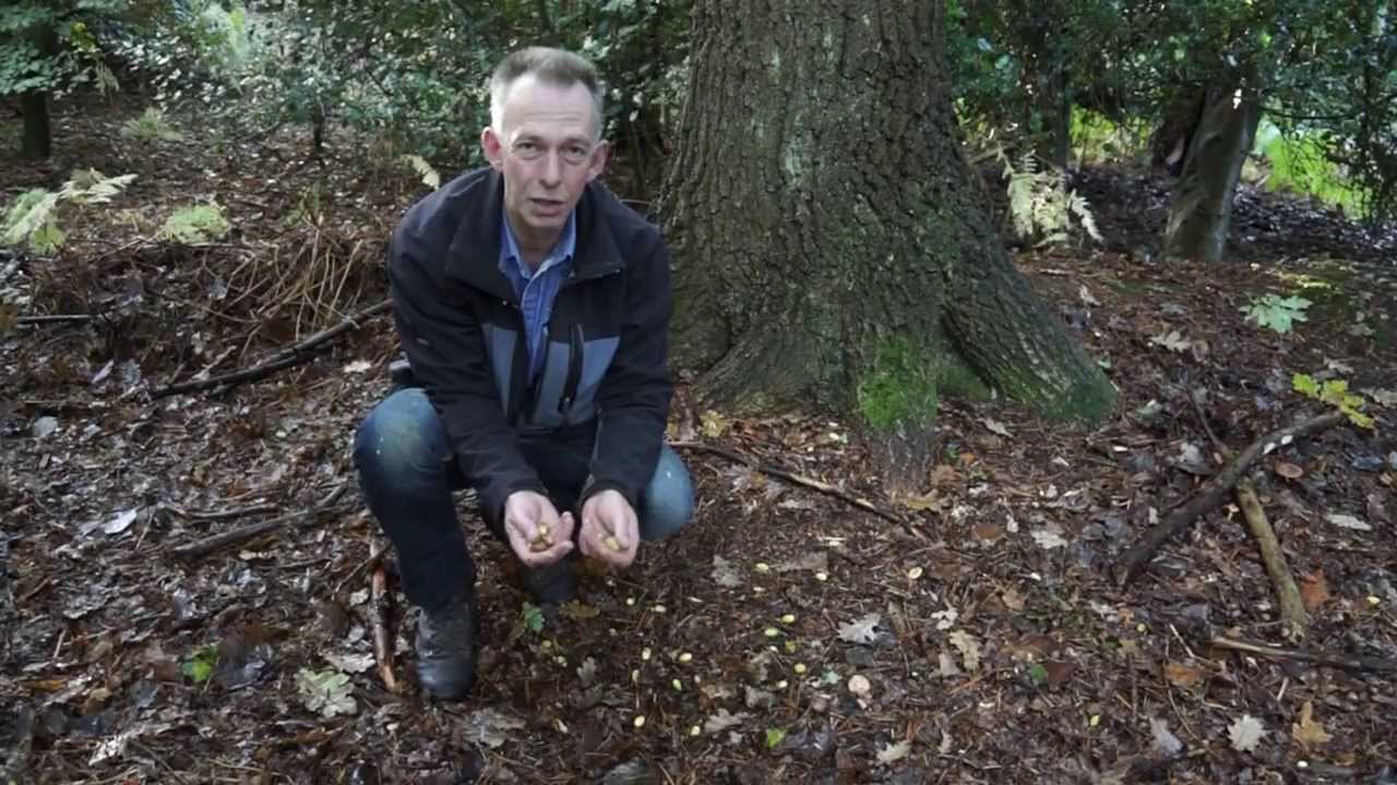 Acorns - how to prepare and cook