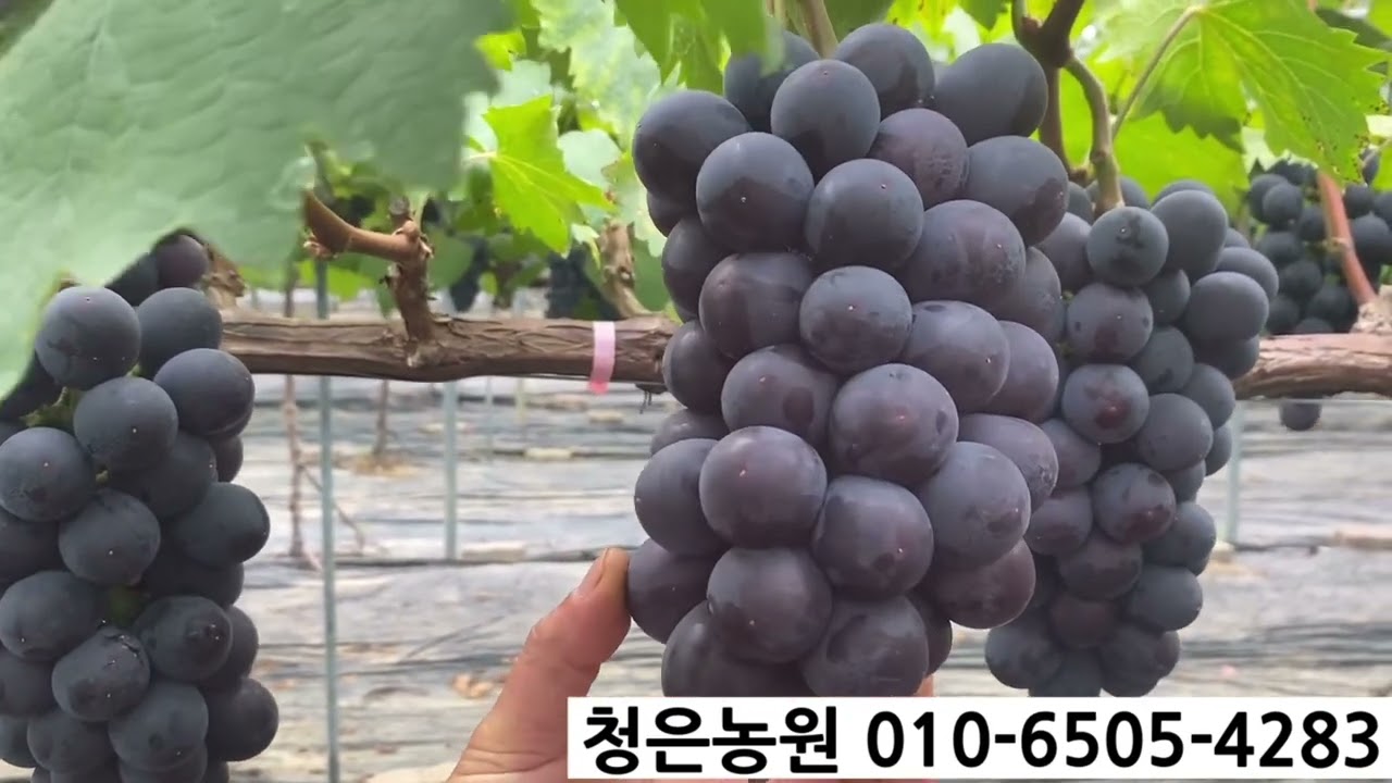 새로운 거봉을 소개합니다