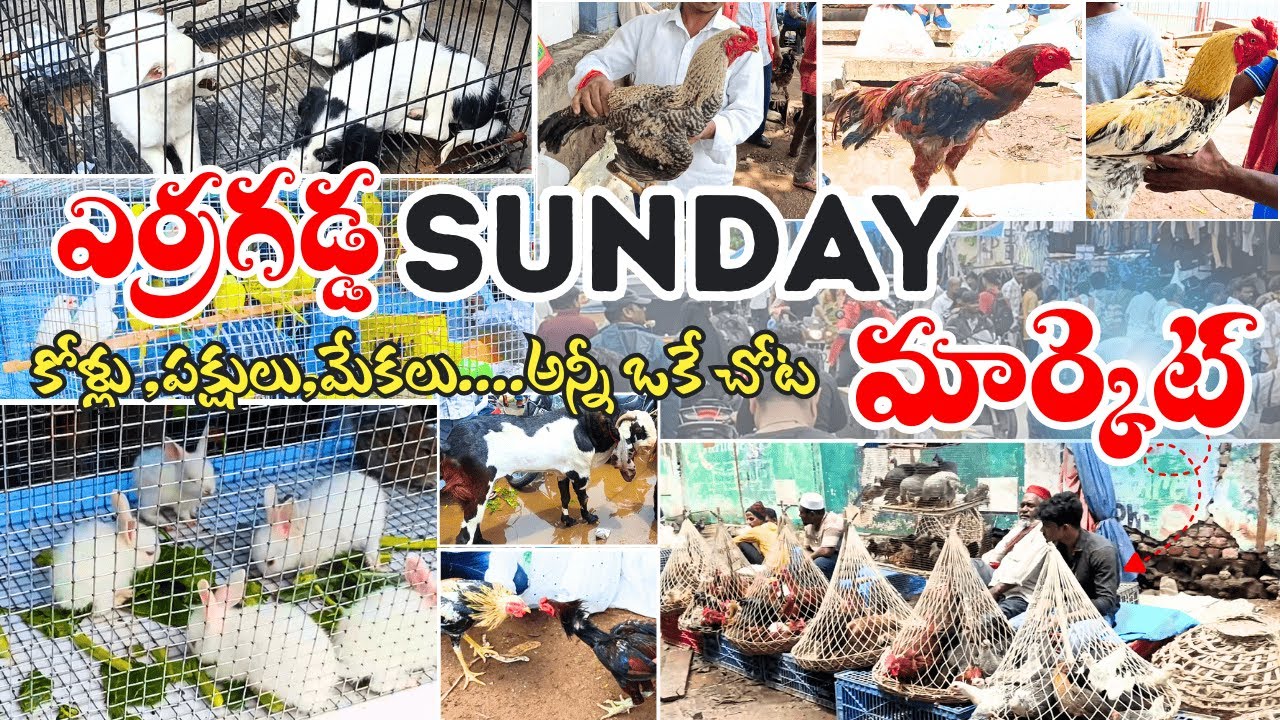 “Erragadda Animal Market Hyderabad 2025 🐐– కోళ్ళు , పక్షులు, మేకలు అన్నీ ఒకే చోట”|ajay adithya farms