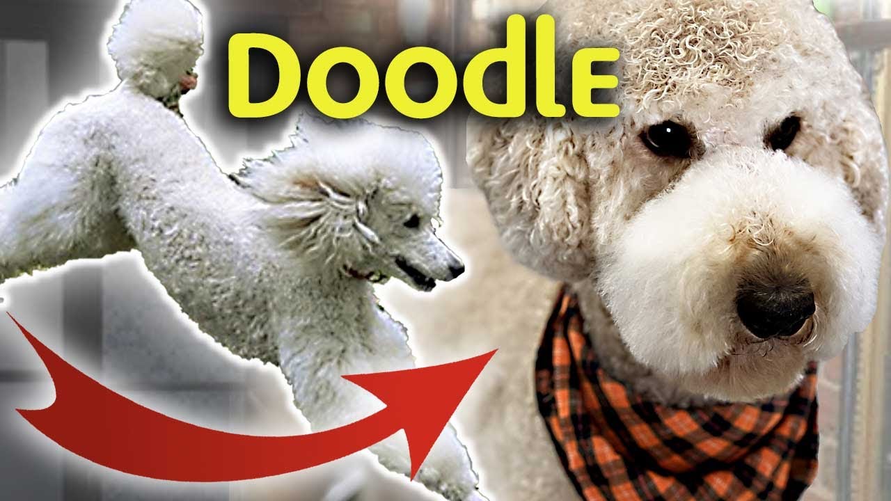 Your POODLE can be GROOMED like a DOODLE-Learn How