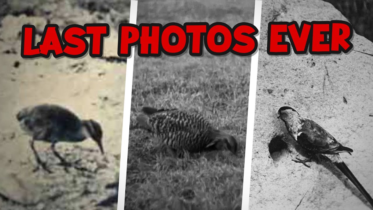 The Last Photos of Five Recently Extinct Birds (Part 1)
