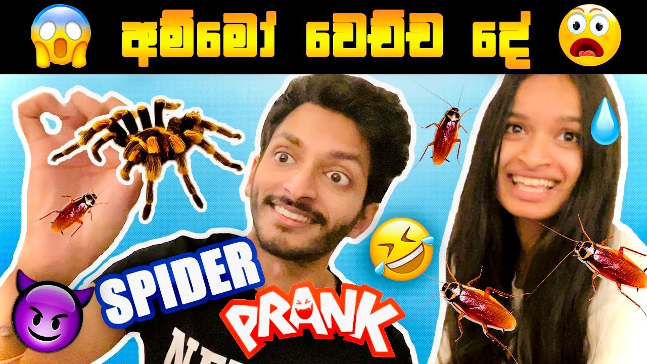 නංගිට දුන්න අතල්ම SPIDER PRANK එක 😰🕷🤣 | AIYAI NANGI | SL TRISH