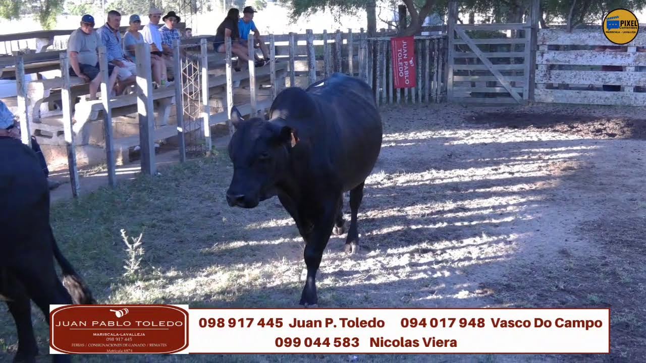 Feria Mensual de Juan Pablo Toledo - 24 de Enero