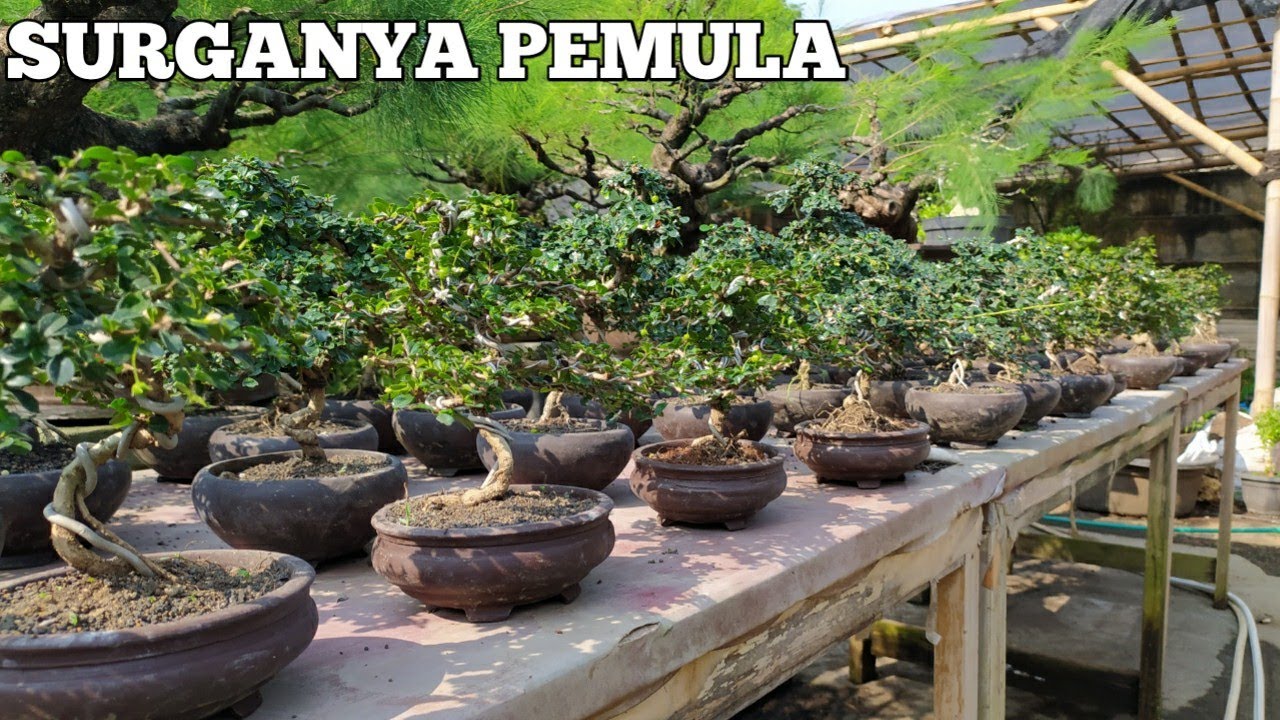 Disini Surga Bagi Para Pemula Dalam Dunia Bonsai - Late Post