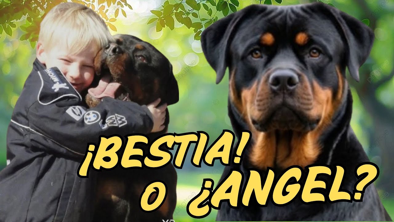 ROTTWEILER 🤯 Los 10 Secretos Pros y Contras Antes de Adoptar uno en 2026