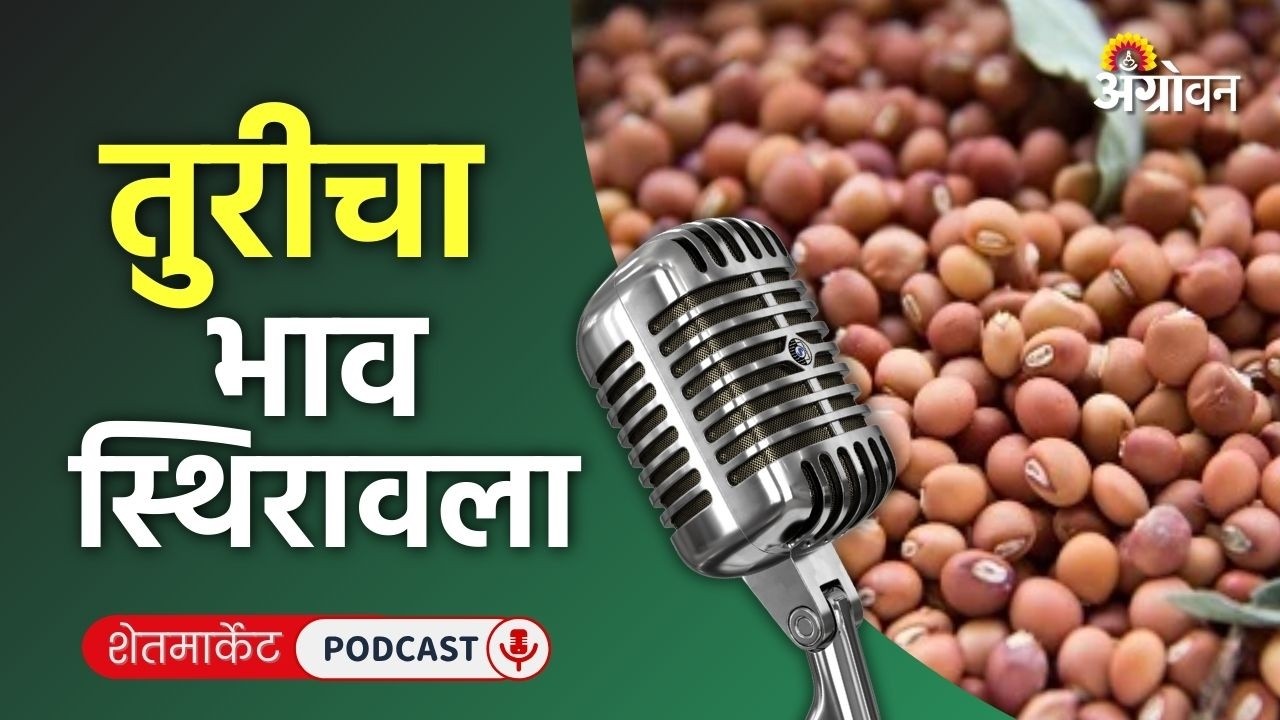 Cotton, Soybean Rate: सोयाबीन बाजार, कापूस दर, जिरा भाव, मोहरी रेट | Agrowon