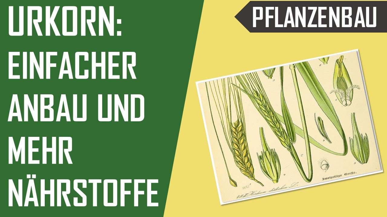 Urkorn, Einkorn, Emmer und Dinkel | #Weizenreihe | Was macht sie pflanzenbaulich so besonders?