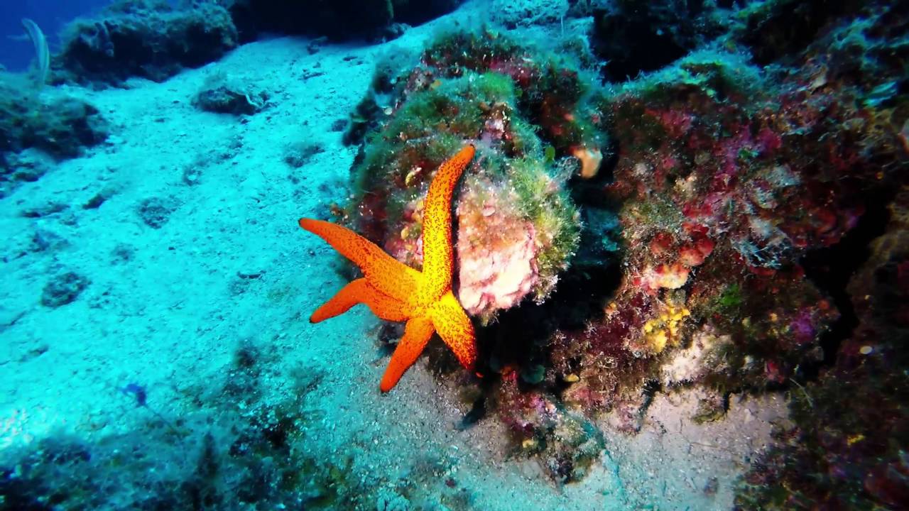 Diving around Plavnik