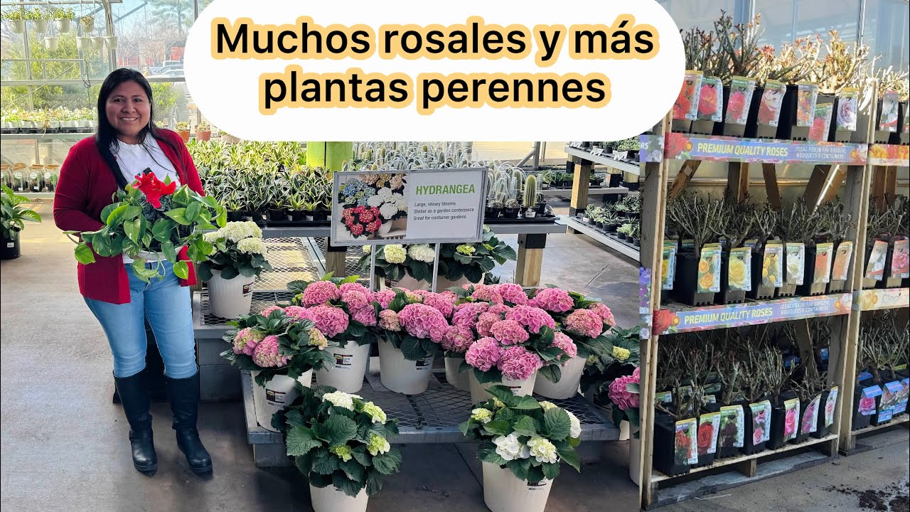 Muchos rosales y más plantas perennes en el vivero de Home Depot de Charlotte NC 