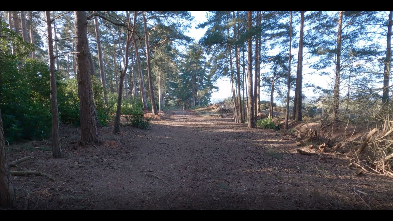 Graffham Common Nature Reserve ~ 4K