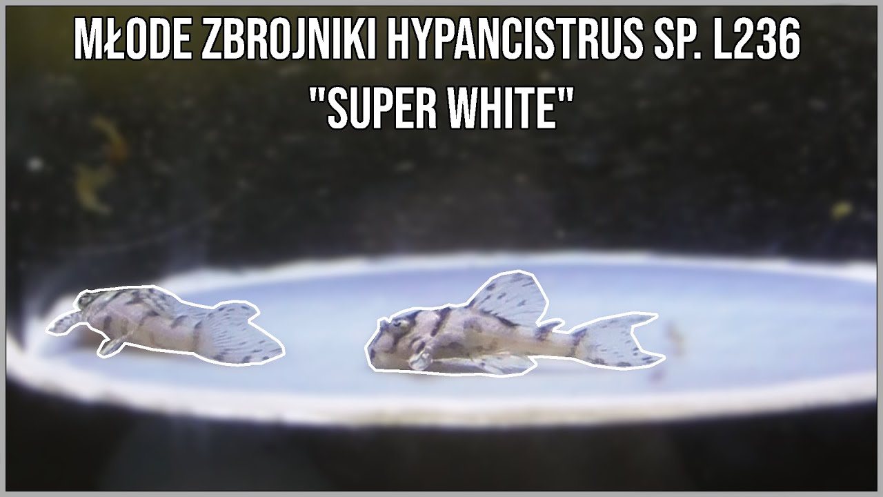 Hypancistrus sp. L236 