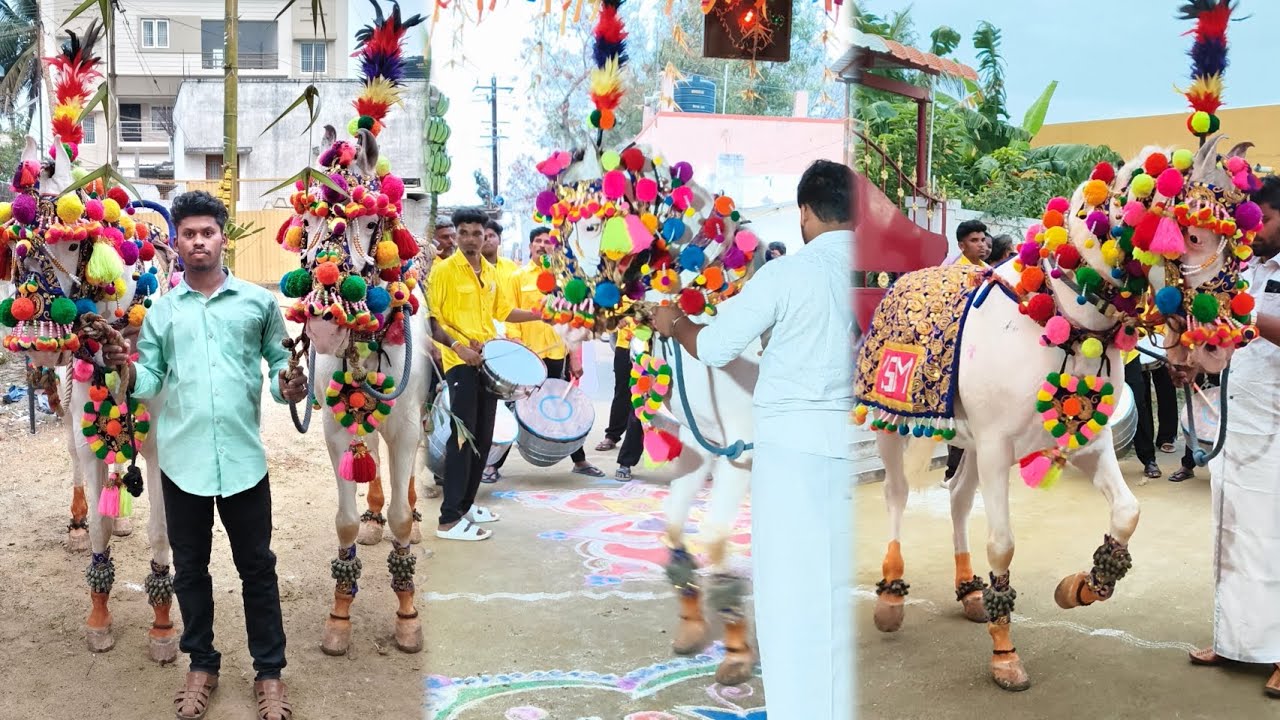 #VSMDANCINGHORSE #CBE_EVENT #BOOK_NOW:8870310135.#trending #vibe #Coimbatore #party #events #horses 