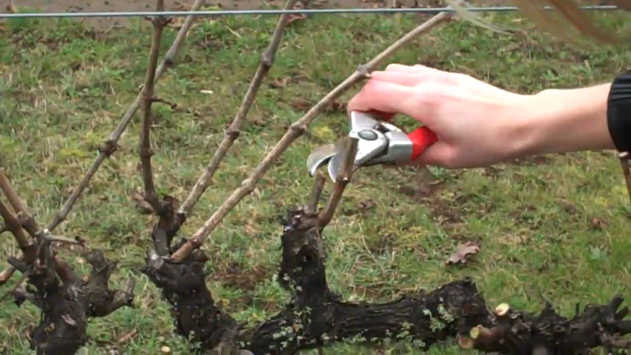Spur Pruning Grapevines.mp4
