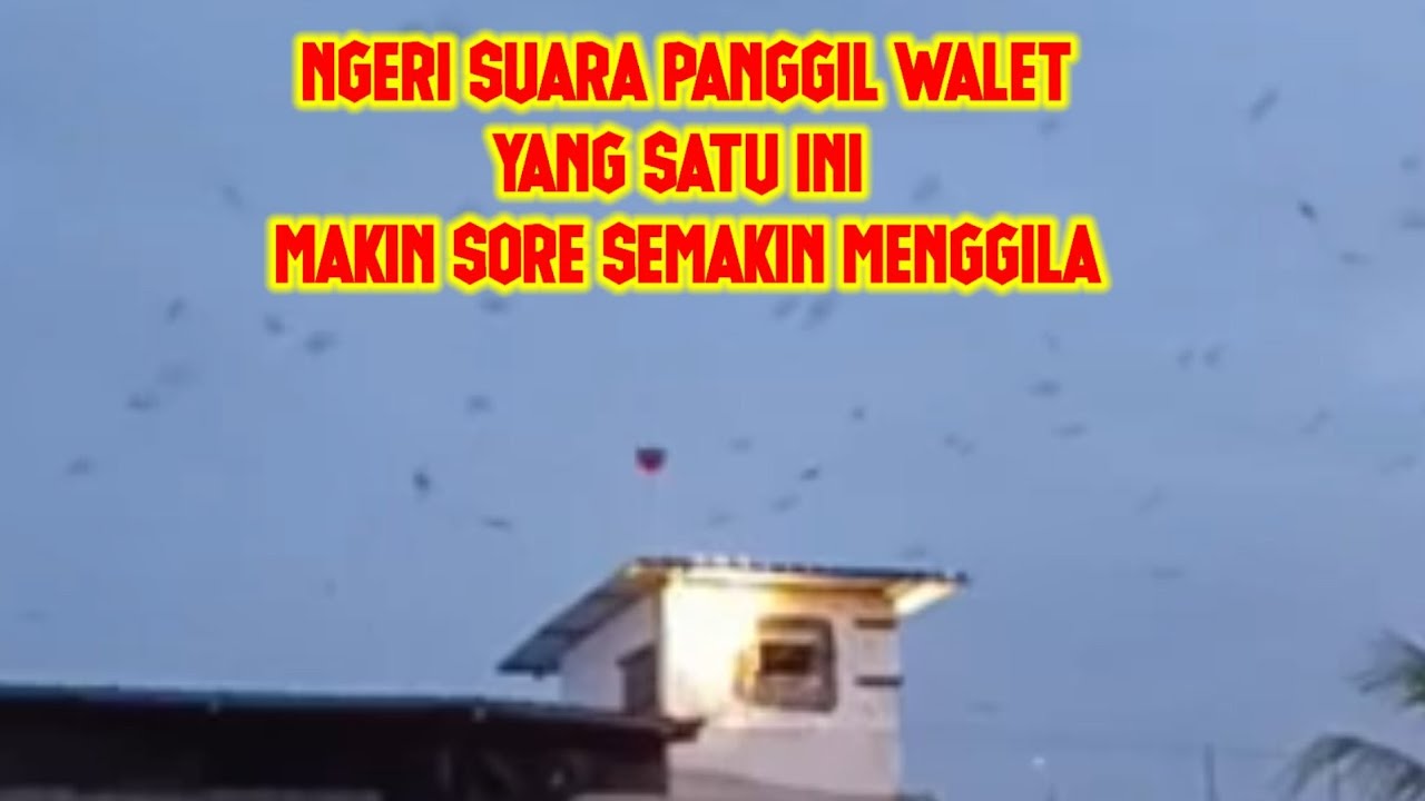 !!!GILA SUARA PANGGIL WALET YG SATU INI SEMAKIN SORE SEMAKIN RESPON WAJIB DI DI COBA