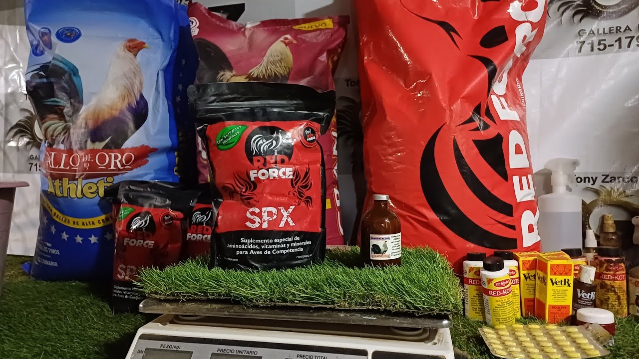 Preparando alimento para la cuida gallera el zarco 