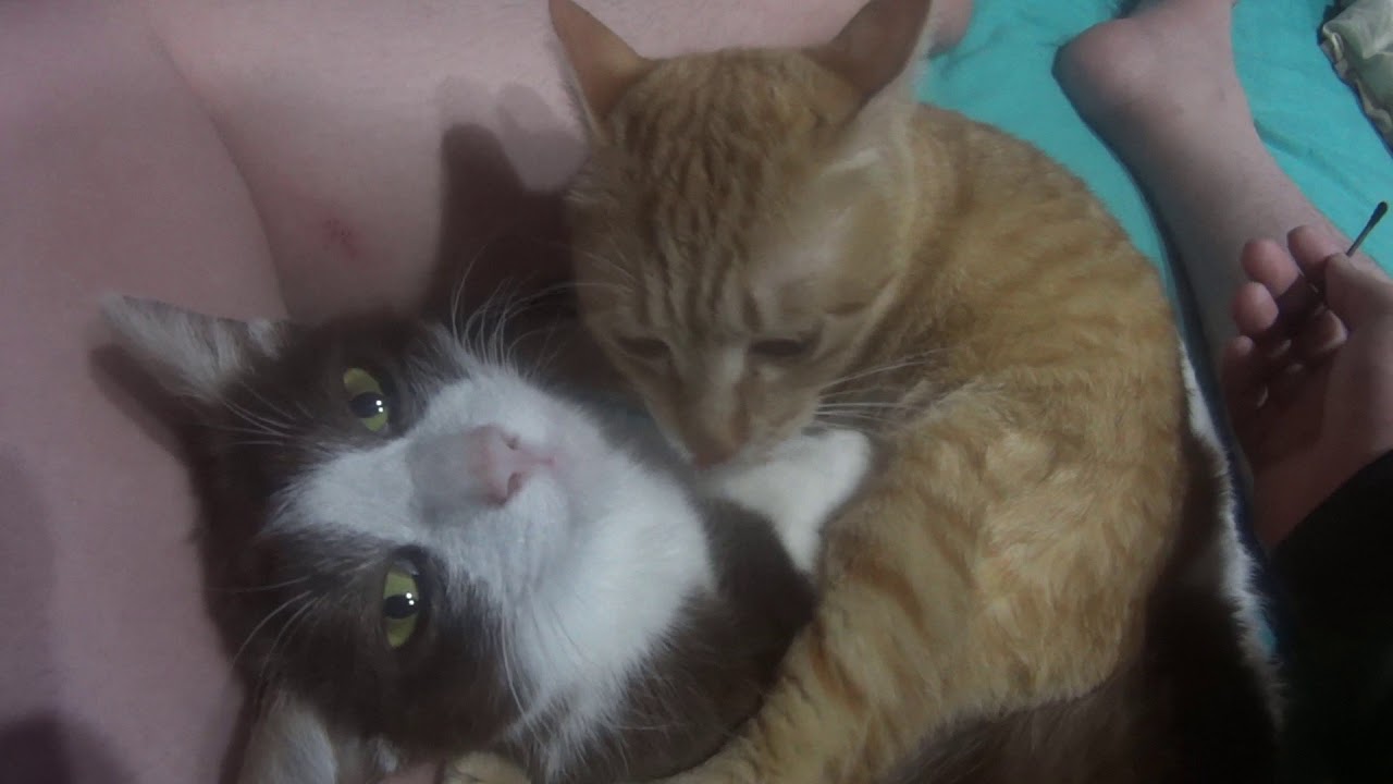 発情猫、綿棒で発散させて沈静化をはかるDivergence with an estrus cat, cotton bud to calm down