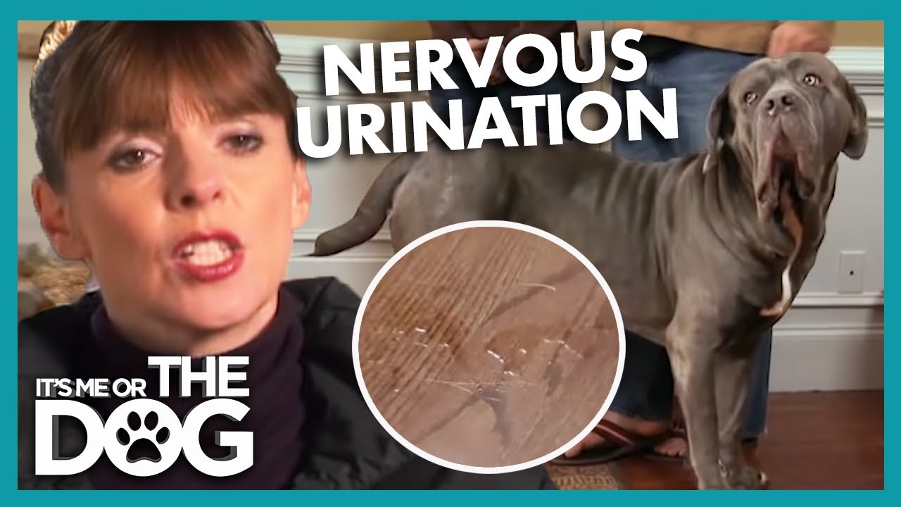 How To Stop Nervous Dogs From Peeing Indoors | It's Me Or The Dog