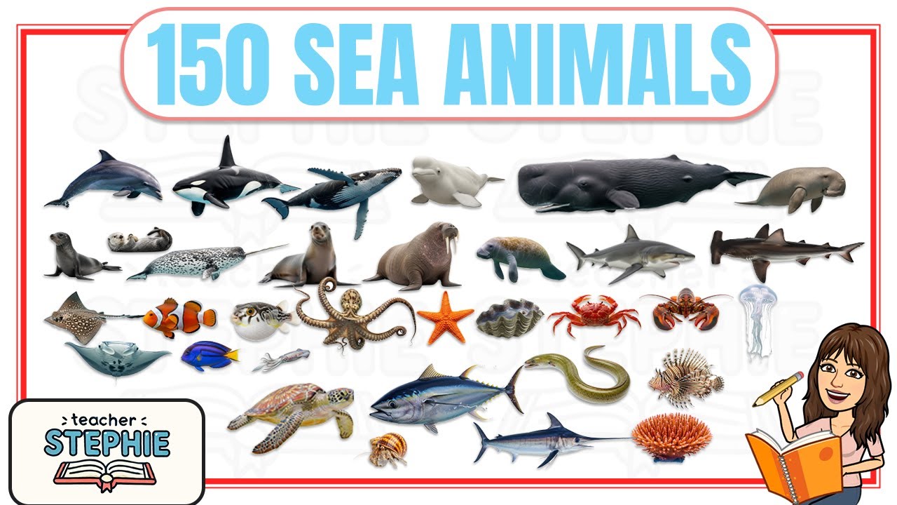 150 морских обитателей для детей | Морские животные и морская жизнь