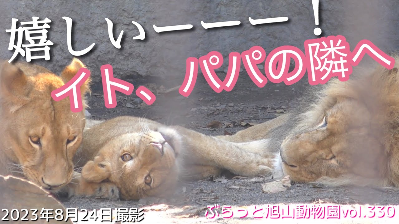 【今日のライオン】やったー！愛が溢れる瞬間！オリト＆イト＆イオの幸せな時間。子どもギャングの襲来♪vol330@旭山動物園/lion couple's love for their children